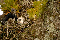 Harpy eagle and 5-month-old chick (Harpia harpyja)  Aguarico river drainage system. Amazon Rainforest, Ecuador. Critically endangered