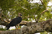 Harpy eagle (Harpia harpyja) in Kapok tree where she has her nest, Aguarico river drainage system. Amazon Rain Forest, Ecuador. Critically endangered