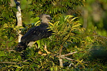 Harpy eagle (Harpia harpyja) in Kapok tree where she has her nest, Aguarico river drainage system. Amazon Rainforest, Ecuador. Critically endangered