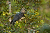 Harpy eagle (Harpia harpyja) female brings large twig to line nest,probably to bury old bones and carcasses. Aguarico river drainage system. Amazon Rainforest, Ecuador. Critically endangered