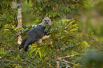 Harpy eagle (Harpia harpyja) female brings large twig to line nest,probably to bury old bones and carcasses. Aguarico river drainage system. Amazon Rainforest, Ecuador. Critically endangered