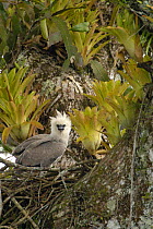 Harpy eagle chick, 5-month-old (Harpia harpyja) on nest in crux of emergent Kapok tree.  Aguarico river drainage system. Amazon Rainforest, Ecuador. Critically endangered