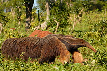 Giant anteater (Myrmecophaga tridactyla) Serra da Bodoquena. Mato Grosso do Sul Province, Pantanal, BRAZIL.