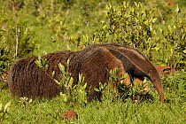 Giant anteater (Myrmecophaga tridactyla) Serra da Bodoquena. Mato Grosso do Sul Province, BRAZIL.