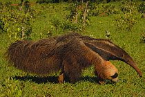 Giant anteater moving (Myrmecophaga tridactyla) Serra da Bodoquena. Mato Grosso do Sul Province, BRAZIL.