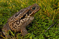 Roccoco / Cururu toad (Bufo paracnemis) Pantanal, Brazil.