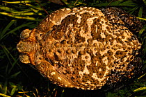 Roccoco / Cururu toad, dorsal view (Bufo paracnemis) Pantanal, Brazil.