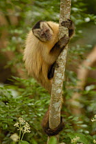 Brown capuchin monkey (Cebus apella) Serra da Bodoquena, Mato Grosso do Sur Province. Brazil.
