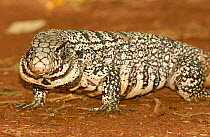 Tegu lizard (Tupinambis teguixin) Serra da Bodoquena, Brazil