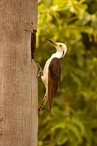 White woodpecker (Melanerpes candidus) at nest hole, Pantanal. Brazil