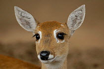 Pampas deer, fawn (Ozotoceros bezoarticus) Serra da Bodoquena. Mato Grosso do Sur Province.