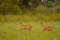 Pampas deer pair (Ozotoceros bezoarticus) Serra da Bodoquena. Mato Grosso do Sur Province.