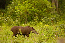 Brazilian tapir (Tapirus terrestris) Female, wild Serra da Bodoquena. Brazil