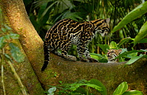 Ocelots playing (Felis / Leopardus pardalis) Amazon Rain Forest, Ecuador captive