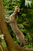 Ocelot (Felis / Leopardus pardalis) Amazon Rainforest, Ecuador captive