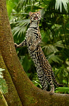 Ocelot (Felis / Leopardus pardalis) Amazon Rainforest, Ecuador captive