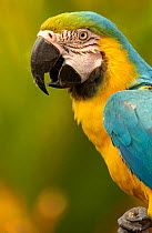 Blue and Yellow Macaw (Ara ararauna) captive, Amazon Rain Forest. Ecuador.