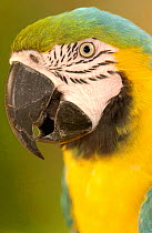 Blue and yellow macaw (Ara ararauna) captive, Amazon Rain Forest. Ecuador.