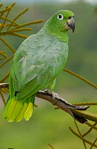 Mealy Amazon parrot (Amazona farinosa) Amazon Rainforest. ECUADOR.