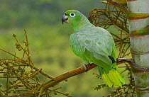 Mealy Amazon parrot (Amazona farinosa) Amazon Rain Forest. ECUADOR.