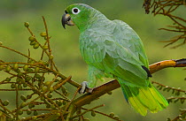 Mealy Amazon parrot (Amazona farinosa) Amazon Rainforest. ECUADOR.