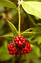 Red Seeds / berries of {Bomarea sp} Mindo Cloud Forest, Ecuador
