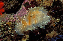 White lined / Alabaster nudibranch or Falling archangel {Dirona albolineata} Canada, Pacific