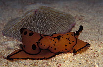 Side gilled slug {Berthella martensi} Indo-Pacific