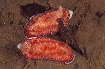 Two nudibranchs {Chromodoris reticulata} Indo-Pacific