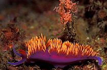 Aeolid nudibranch with egg ribbon {Flabellinopsis iodinea} Indo-pacific
