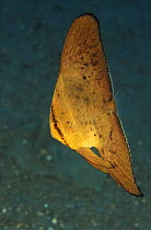 Juvenile Orbicular batfish / Circular spadefish {Platax orbicularis} Indo-Pacific