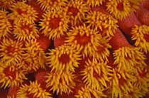 Tube corals {Tubastrea faulkneri}  with polyps open, Indo-Pacific