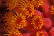 Tube corals {Tubastrea faulkneri} with polyps open, Indo-Pacific