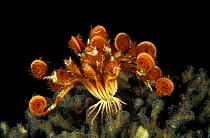 Feather star / Crinoid {Lamprometra sp} on coral head, Indo-Pacific