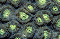 Detail of hard coral {Favites abdita}, Indo-Pacific