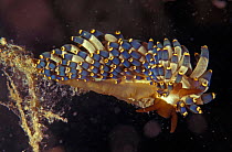 Nudibranch {Cuthona kanga} Pacific, Canada