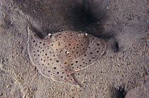 Fast swimming ophistibranch sea slug{Euselenops luniceps} Indo-Pacific