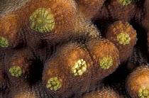 Detail of Mycedium coral {Mycedium elephantotus} Indo-Pacific