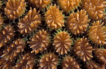 Daisy coral {Goniopora sp} with polyps open, Indo-Pacific
