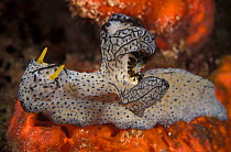 Nudibranch {Notodoris serenae} Indo-Pacific