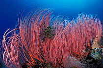 Featherstar in Fan coral {Milleporidaae} Indo-Pacific