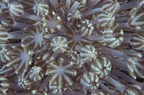 Xenia coral polyps {Xenia sp} Indo-Pacific