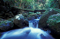 Waterfall in rainforest, Lamington NP, Queensland, Australia
