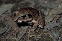 Northern Barred-frog {Mixophyes schevilli} Queensland, Australia