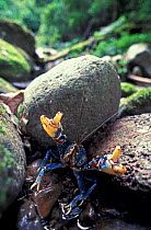 Blue Lamington spiny crayfish, Lamington NP, Queensland, Australia