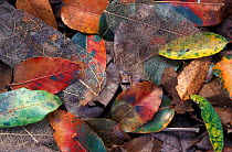 Dried leaves on forest floor, Queensland, Australia