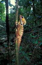Boyds Forest Dragon climbing tree {Hypsilurus boydii} Mossman Gorge, Queensland, Australia