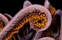 Close up of curled arms of feather star {Crinoidea} Indo-Pacific
