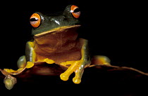 Red eyed treefrog {Litoria chloris} Queensland, Australia