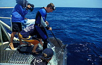 Richard Fitzpatrick ties Tiger shark {Galeocerdo cuvieri} to boat before attaching satellite transmitter, Great Barrier Reef & Coral Sea, Australia